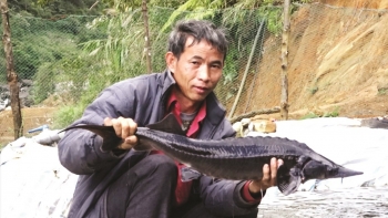 Nông dân vùng cao đầu tư nuôi cá, bắt lên con nào con đó to bự, thu lãi tiền tỷ mỗi năm
