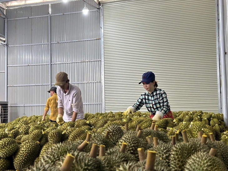 Người dân tại huyện Cư M’gar lựa chọn và đóng gói cẩn thận sầu riêng chuẩn bị xuất khẩu. Người dân tại huyện Cư M’gar lựa chọn và đóng gói cẩn thận sầu riêng chuẩn bị xuất khẩu.