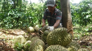 Nghề gõ sầu riêng, massage hoa dừa "hái ra tiền" nhưng khó tìm người làm
