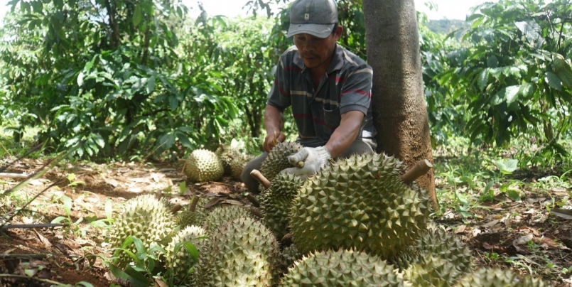 Việc gõ sầu riêng tại vườn phải rất cẩn thận thiệt hại kinh tế cho chủ vựa, nhà vườn.