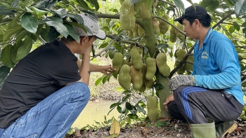 Mít sầu riêng, nhãn siêu trái được rầm rộ tìm mua giống, ngành chức năng cảnh báo nguy cơ "giải cứu"