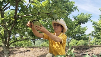 Không chỉ có cam, na Cao Phong mang về cho nhà nông nguồn thu đáng kể