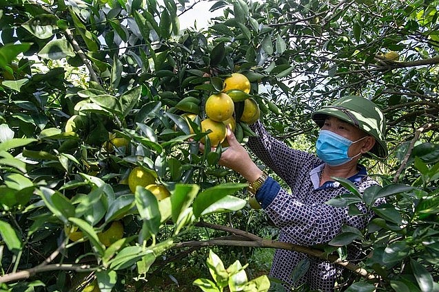 Trái cam là đặc sản nổi tiếng của huyện Cao Phong Trái cam là đặc sản nổi tiếng của huyện Cao Phong