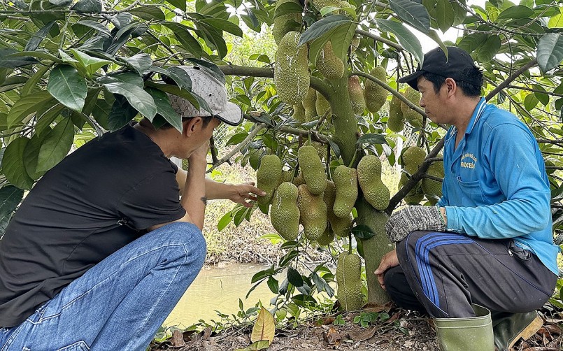hời gian gần đây, người tiêu dùng xôn xao khi một nhà vườn ở Cần Thơ trồng thành công loại mít có mùi sầu riêng hời gian gần đây, người tiêu dùng xôn xao khi một nhà vườn ở Cần Thơ trồng thành công loại mít có mùi sầu riêng