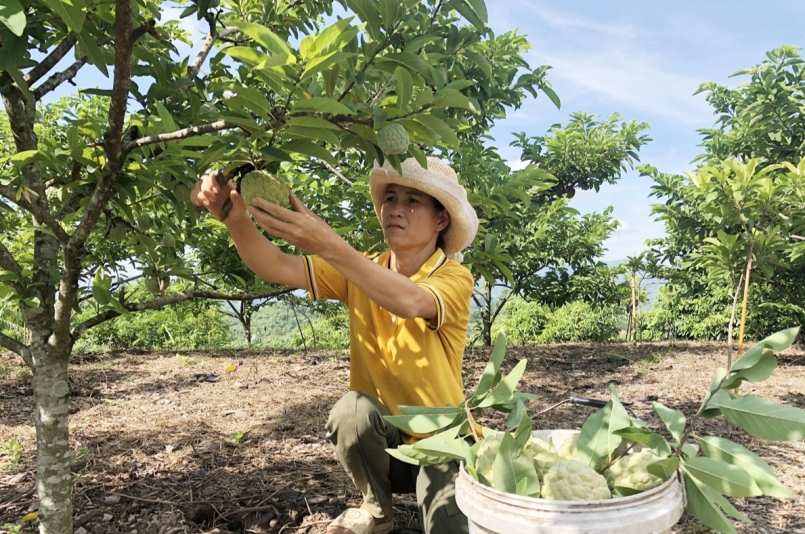 Người dân Cao Phong thu hoạch na Người dân Cao Phong thu hoạch na