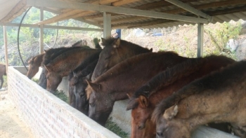 Đem loài thú chạy nhanh như gió về nuôi, cho ăn rau cỏ rẻ tiền, nhiều hộ dân giàu lên