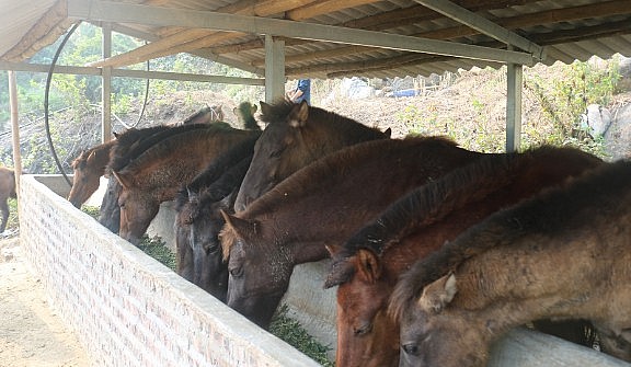 Nuôi ngựa theo hướng hàng hóa giúp gia đình anh Hoàng Văn Luân