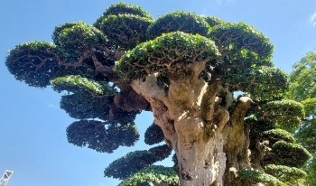 Choáng ngợp trước tuyệt phẩm duối cổ thụ ngàn năm, dáng tựa như tháp Chăm từng được trả 23 tỷ