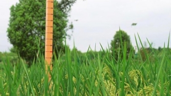 Giữa lúc toàn cầu "khát" lương thực, Trung Quốc mở rộng diện tích lúa lai "khổng lồ"