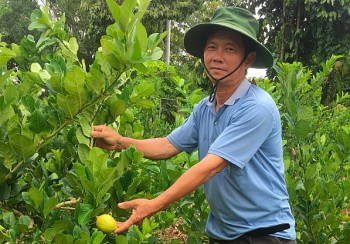 Mang giống cây độc lạ về trồng, tưởng dở hơi ai ngờ đổi đời