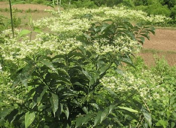 Thứ rau rừng nghe tên thì chê, ăn thì mê, là đặc sản dùng thết đãi khách quý