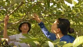 Loại cây xưa bị “thất sủng”, nay người dân trồng trúng đậm, có gia đình lãi trăm triệu mỗi năm