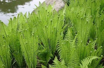 Loại cây mọc hoang, ăn đắng ngắt nhưng vẫn được 