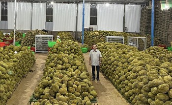 “Vàng xanh” Tây Nguyên và lỗ hổng trong chuỗi giá trị sầu riêng