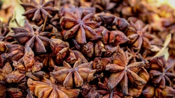 Hoa hồi xuất khẩu tăng đột biến, nông dân Quảng Ninh trồng thu lãi cao