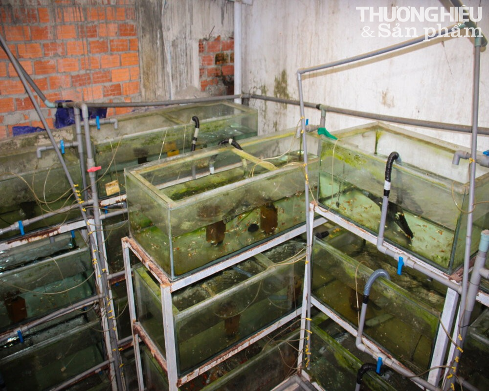 Chàng trai Đà Nẵng kiếm hàng trăm triệu mỗi năm nhờ nuôi loài cá bé tí