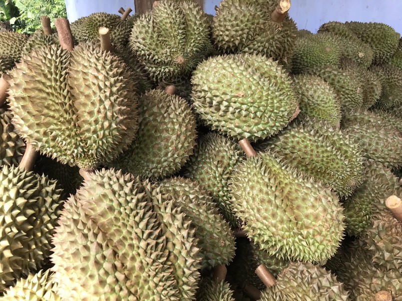 Nông dân Khánh Hoà xây nhà, mua xe nhờ trồng sầu riêng Nông dân Khánh Hoà xây nhà, mua xe nhờ trồng sầu riêng