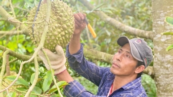 Thu nhập khủng từ nghề cầm dao đi “gõ” sầu riêng