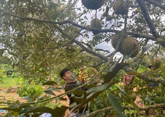 Nghề nào cũng có cái khó của nó nhưng nghề gõ, hái sầu riêng còn khó hơn nhiều Nghề nào cũng có cái khó của nó nhưng nghề gõ, hái sầu riêng còn khó hơn nhiều