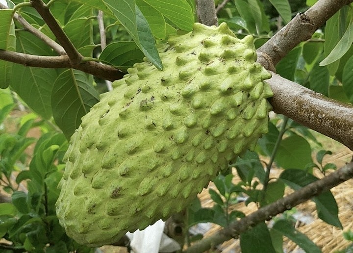 Na sầu riêng đang cực kỳ đắt khách Na sầu riêng đang cực kỳ đắt khách