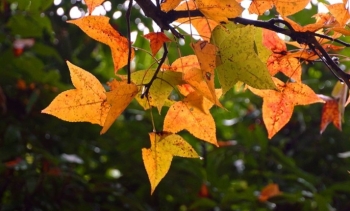 Rừng phong Chí Linh - “tọa độ săn ảnh” đốn tim du khách