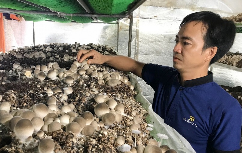 Mang về thu nhập ổn định nhờ trồng nấm rơm công nghệ cao Mang về thu nhập ổn định nhờ trồng nấm rơm công nghệ cao