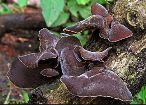 Loại nấm được ví như “vàng đen” của núi rừng, là kho collagen cực tốt cho sức khỏe