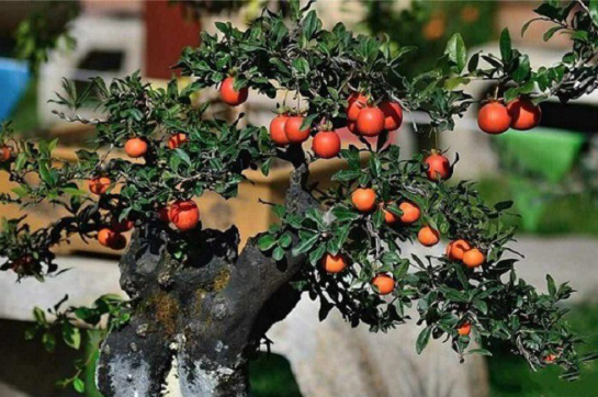 Trồng 3 loại cây trước nhà, gia chủ phất lên như diều gặp gió