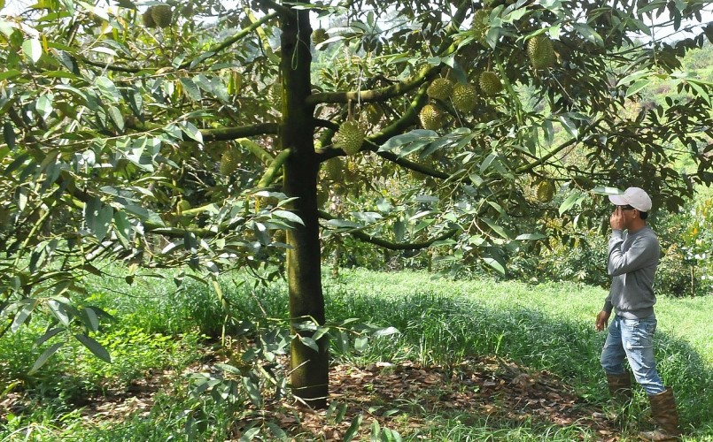 Diện tích trồng sầu riêng tăng trưởng cao nhất trong các loại cây trồng chủ lực Diện tích trồng sầu riêng tăng trưởng cao nhất trong các loại cây trồng chủ lực