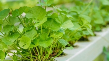 Trồng loại rau là "sâm của người nghèo", ông nông dân Long An có thu nhập hàng trăm triệu đồng