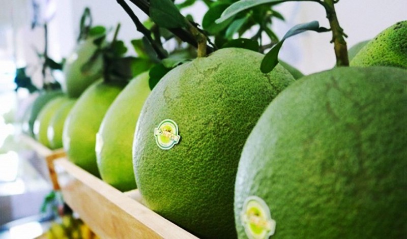 Xuất khẩu bưởi 8 tháng đầu năm tăng 144% Xuất khẩu bưởi 8 tháng đầu năm tăng 144%