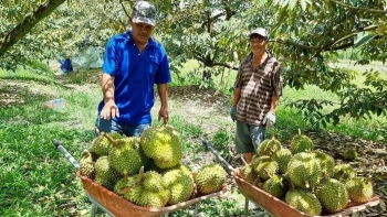 Giá sầu riêng tăng cao, nhà vườn thu nhập khủng