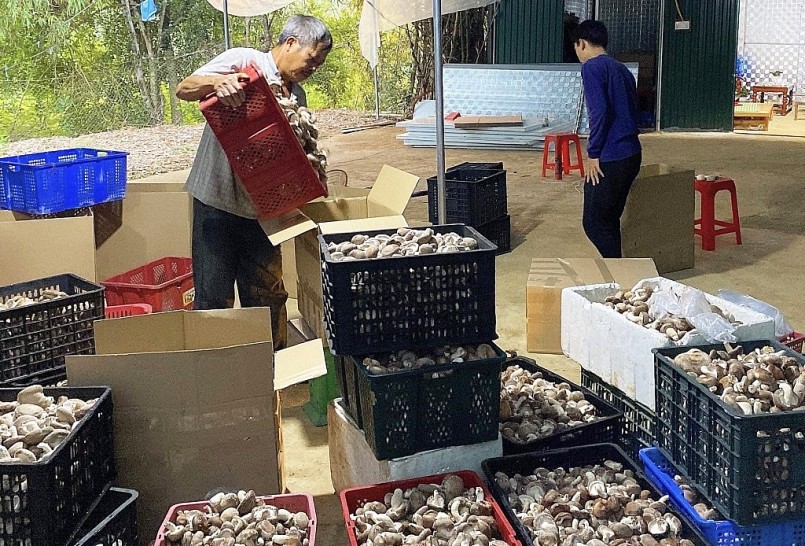 Thu nhập ổn định nhờ trồng nấm