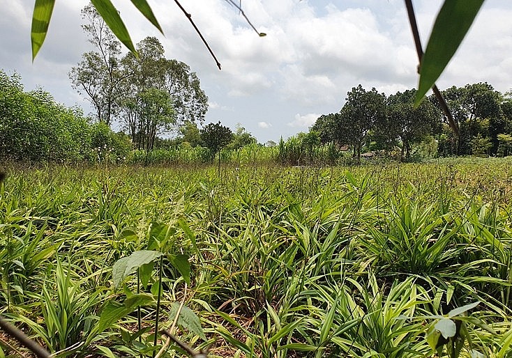 Cây hương bài là một loại cây thảo mộc. Cây hương bài là một loại cây thảo mộc.