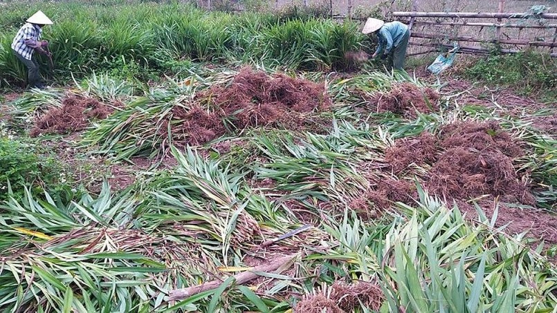 Thu hoạch rễ hương bài Thu hoạch rễ hương bài