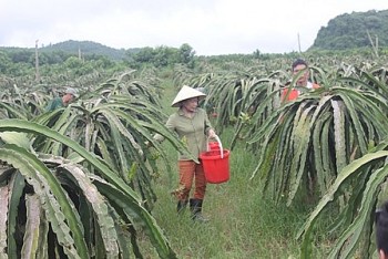 Thanh Hoá phát triển kinh tế nông nghiệp nhờ công nghệ