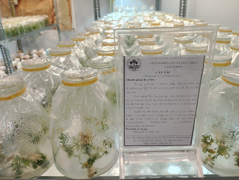 Đoàn công tác của Hội Khoa học các sản phẩm thiên nhiên Việt Nam tham quan mô hình sản xuất Curcumin và mô hình Nông Lâm tiêu biểu Đoàn công tác của Hội Khoa học các sản phẩm thiên nhiên Việt Nam tham quan mô hình sản xuất Curcumin và mô hình Nông Lâm tiêu biểu