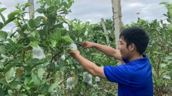 Đổi đời nhờ trồng ổi