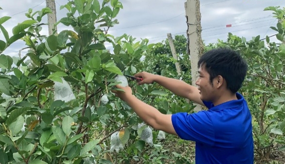 Vườn ổi góp phần giúp anh Việt và gia đình tăng thêm thu nhập. Ảnh Vườn ổi góp phần giúp anh Việt và gia đình tăng thêm thu nhập. Ảnh