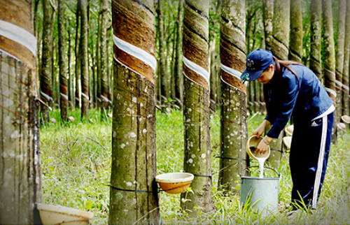 Giá cao su xuất khẩu tháng 11/2023 tăng nhẹ