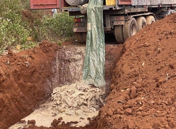 Gia Lai: Tiêu huỷ 5,5 tấn cá tầm nhập lậu qua biên giới