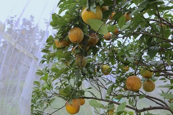 Loại quả đang được nhà vườn “mắc màn” bảo vệ có công dụng gì?