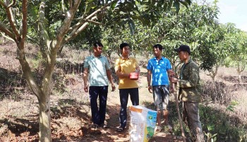 Chăm sóc cây ăn quả sau thu hoạch