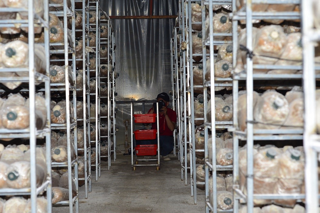 Phôi nấm được sắp xếp gọn gàng trên các kệ sắt. Phôi nấm được sắp xếp gọn gàng trên các kệ sắt.