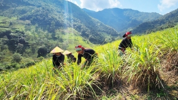 Những người làm giàu từ cây sả Java