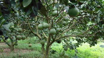 Gia Lai: Làm giàu từ trồng bưởi da xanh gắn liền với du lịch sinh thái