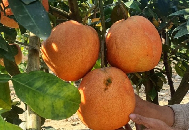 Bưởi đỏ Luận Văn có mùi thơm đặc trưng, khác với các giống bưởi khác.