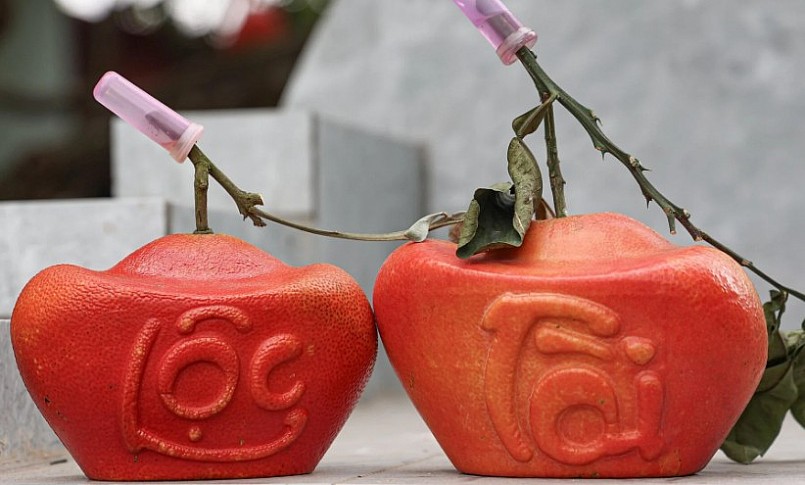 dù còn hơn một tháng nữa mới đến Tết Nguyên đán 2024 nhưng số lượng bưởi đỏ tạo hình chữ tài, lộc trong vườn đã được đặt hàng hết.