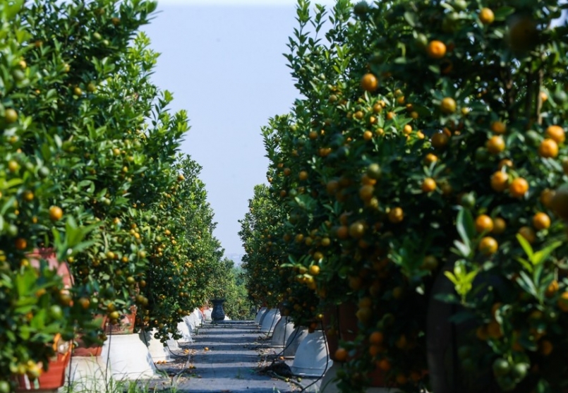 Quất Tứ Liên bắt đầu ngả vàng. Quất Tứ Liên bắt đầu ngả vàng.