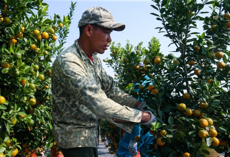 Người dân tất bật vận chuyển những gốc quất thế, có hình dáng đẹp để chuẩn bị phục vụ người dân có nhu cầu. Người dân tất bật vận chuyển những gốc quất thế, có hình dáng đẹp để chuẩn bị phục vụ người dân có nhu cầu.